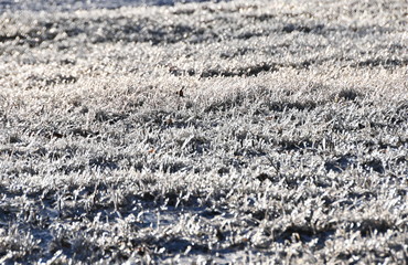 Icy Grass