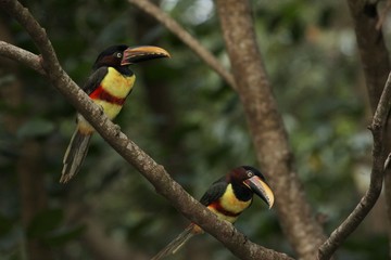 chestnut eared aracari, Paraguarí, Paraguay