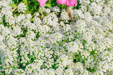 Petite snow white mauve flowers of Lobularia maritima Alyssum maritimum. Sweet alyssum or sweet...