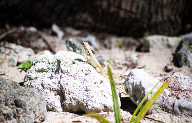 Lizard on a rock