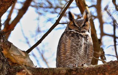 The great horned owl is a large owl native to the Americas. It is an extremely adaptable bird with a vast range and is the most widely distributed true owl in the Americas.

