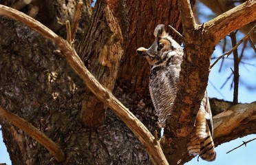 The great horned owl is a large owl native to the Americas. It is an extremely adaptable bird with a vast range and is the most widely distributed true owl in the Americas.

