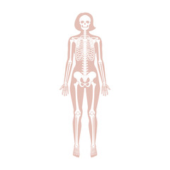 Woman skeleton anatomy