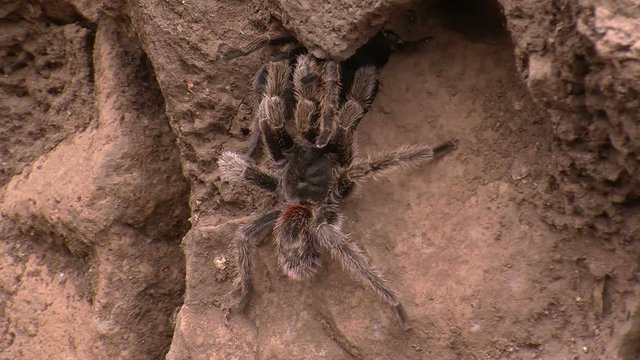 Huge tarantula spider in its natural habitat. Wild life inside the cave of bats in Bastimentos island in Panama.  Pure nature in the heart of the jungle in Central America.
