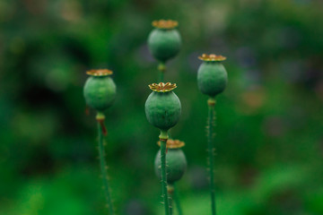 Poppy Papaver somniferum pods in garden close up
