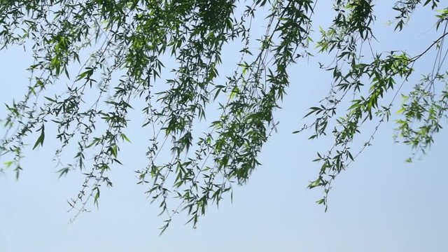 風に揺れる柳の葉