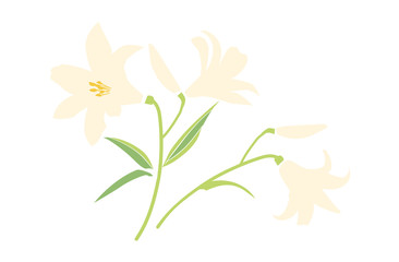 ユリの花