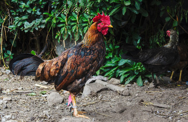 Gallo de campo