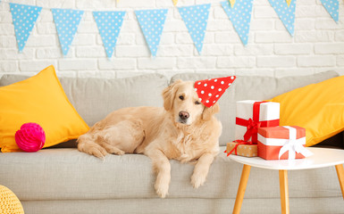 Cute dog celebrating Birthday at home