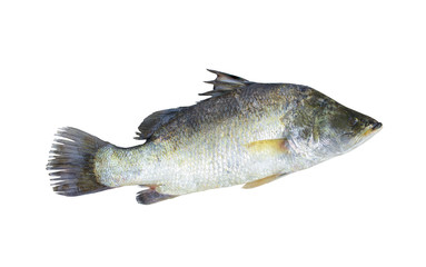 Raw fish white snapper isolated on white background with clipping path..