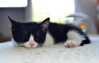 close up of a kitten sleeping