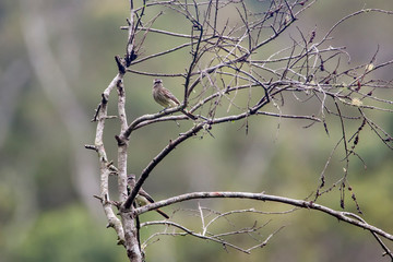 Variegated Flycatcher photographed in Vargem Alta, Espirito Santo. Southeast of Brazil. Atlantic Forest Biome. Picture made in 2018.