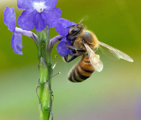 Honey bee with black and gold banded abdomen is extracting pollen from a purple flower against a blurred green background.