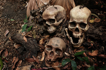 Pile of skulls on old timber in dark tone./ Still life and art image..