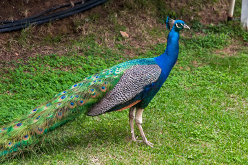 Obraz premium Indian peafowl photographed in Vargem Alta, Espirito Santo. Southeast of Brazil. Atlantic Forest Biome. Picture made in 2018.