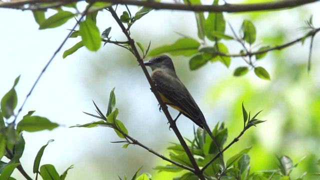 A small bird, a flycatcher (Tyrannidae) in Amazonian rainforest in Orellana province in the Ecuadorian Amazon
