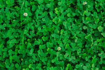 Natural green grass clover texture. Natural background.
