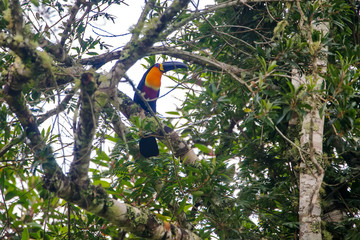 Fototapeta premium Channel billed Toucan photographed in Vargem Alta, Espirito Santo. Southeast of Brazil. Atlantic Forest Biome. Picture made in 2018.