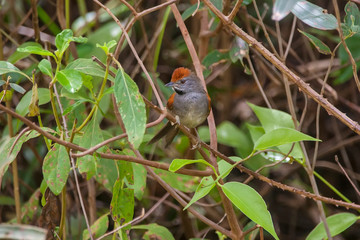 Spix s Spinetail photographed in Vargem Alta, Espirito Santo. Southeast of Brazil. Atlantic Forest Biome. Picture made in 2018.