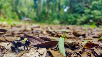 Bee in the forest floor, photographed in Vargem Alta, Espirito Santo. Southeast of Brazil. Atlantic Forest Biome. Picture made in 2018.