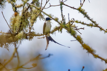 Fork tailed Flycatcher photographed in Vargem Alta, Espirito Santo. Southeast of Brazil. Atlantic Forest Biome. Picture made in 2018.