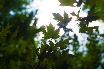 green leaves against the blue sunny sky