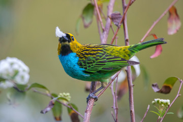 Gilt edged Tanager photographed in Vargem Alta, Espirito Santo. Southeast of Brazil. Picture made in 2018.