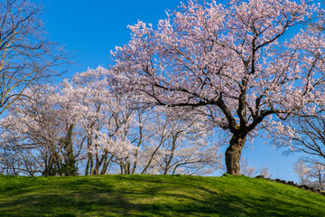 Obraz premium 日本の春満開の一本の大きな桜の木