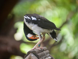 The pied myna or Asian pied starling or Jalak Suren or Starling Suren From Indonesia