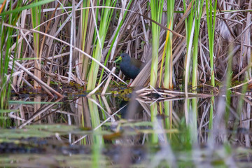 Blackish Rail photographed in Vargem Alta, Espirito Santo. Southeast of Brazil. Atlantic Forest Biome. Picture made in 2018.