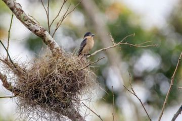 Crested Becard building a nest, photographed in Vargem Alta, Espirito Santo. Southeast of Brazil. Atlantic Forest Biome. Picture made in 2018. © Leonardo