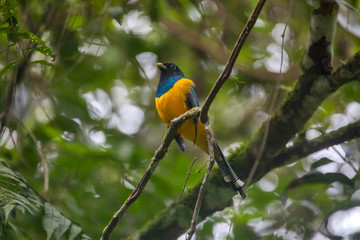 Black throated Trogon photographed in Vargem Alta, Espirito Santo. Southeast of Brazil. Atlantic Forest Biome. Picture made in 2018.