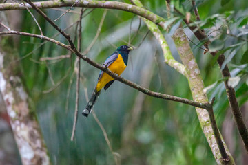 Black throated Trogon photographed in Vargem Alta, Espirito Santo. Southeast of Brazil. Atlantic Forest Biome. Picture made in 2018.