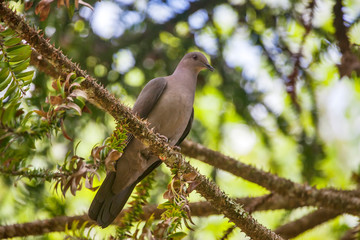 Plumbeous Pigeon photographed in Vargem Alta, Espirito Santo. Southeast of Brazil. Atlantic Forest Biome. Picture made in 2018.