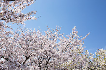 満開の桜