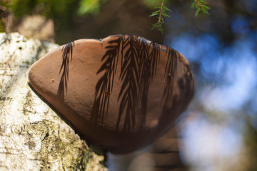 Tree mushroom on a birch.