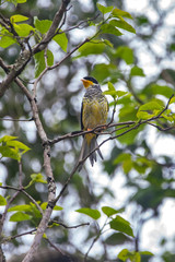 Swallow tailed Cotinga photographed in Vargem Alta, Espirito Santo. Southeast of Brazil. Atlantic Forest Biome. Picture made in 2018.