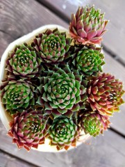 cactus in a pot-Succulent plant-多肉植物の小さいセンペルくん