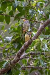 Swallow tailed Cotinga photographed in Vargem Alta, Espirito Santo. Southeast of Brazil. Atlantic Forest Biome. Picture made in 2018.