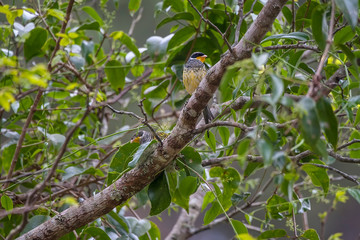 Swallow tailed Cotinga photographed in Vargem Alta, Espirito Santo. Southeast of Brazil. Atlantic Forest Biome. Picture made in 2018.