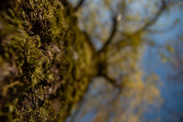 Drzewo w innym ujęciu