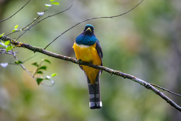 Black throated Trogon photographed in Vargem Alta, Espirito Santo. Southeast of Brazil. Atlantic Forest Biome. Picture made in 2018.