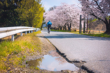 桜並木とサイクリングをしている人