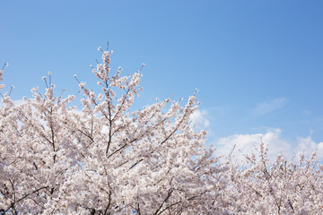 桜と青空