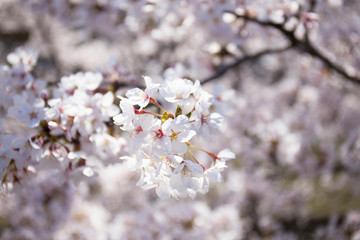 さくらの花びら