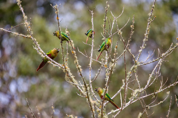 Maroon bellied Parakeet photographed in Vargem Alta, Espirito Santo. Southeast of Brazil. Atlantic Forest Biome. Picture made in 2018.