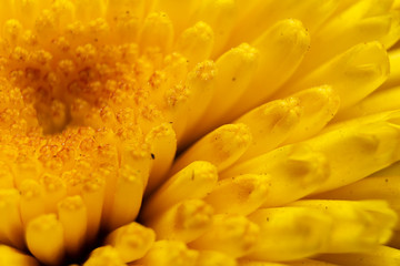 Fototapeta premium Margarida amarela close up
