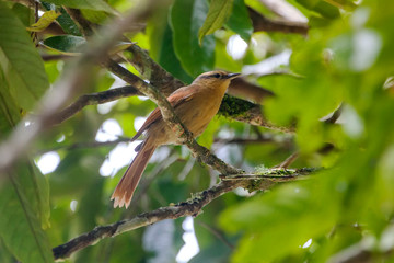 Bird photographed in Vargem Alta, Espirito Santo. Southeast of Brazil. Atlantic Forest Biome. Picture made in 2018.