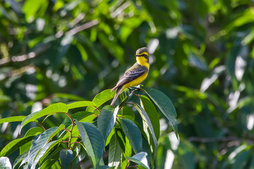 Yellow browed Tyrant photographed in Vargem Alta, Espirito Santo. Southeast of Brazil. Atlantic...