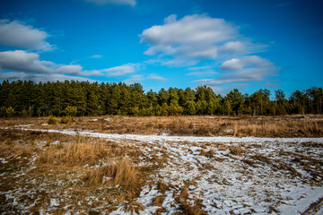 forest winter landscape, sky, clouds